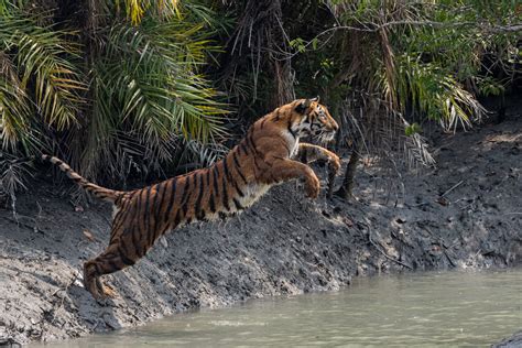 ¿Un Viaje Interdimensional con un Gato Parlante? La Increíble Historia de El Salto del Tigre !